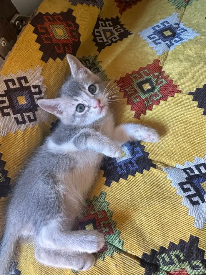 قطط للتبني  كتن 5