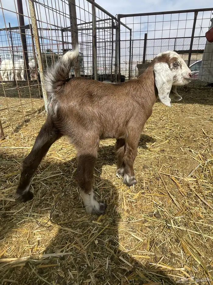 بهم حري بهم دواغير 45