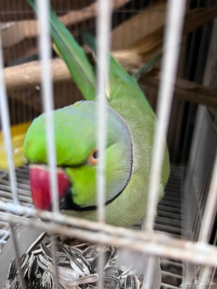 ذكر دره هندي مطوق انتاج حااار 0