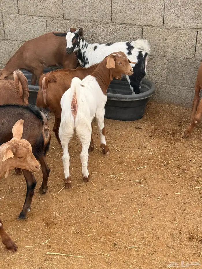 30 تيوس مخاصي وجفار 5