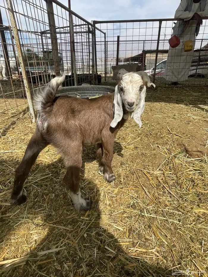 بهم حري بهم دواغير 41