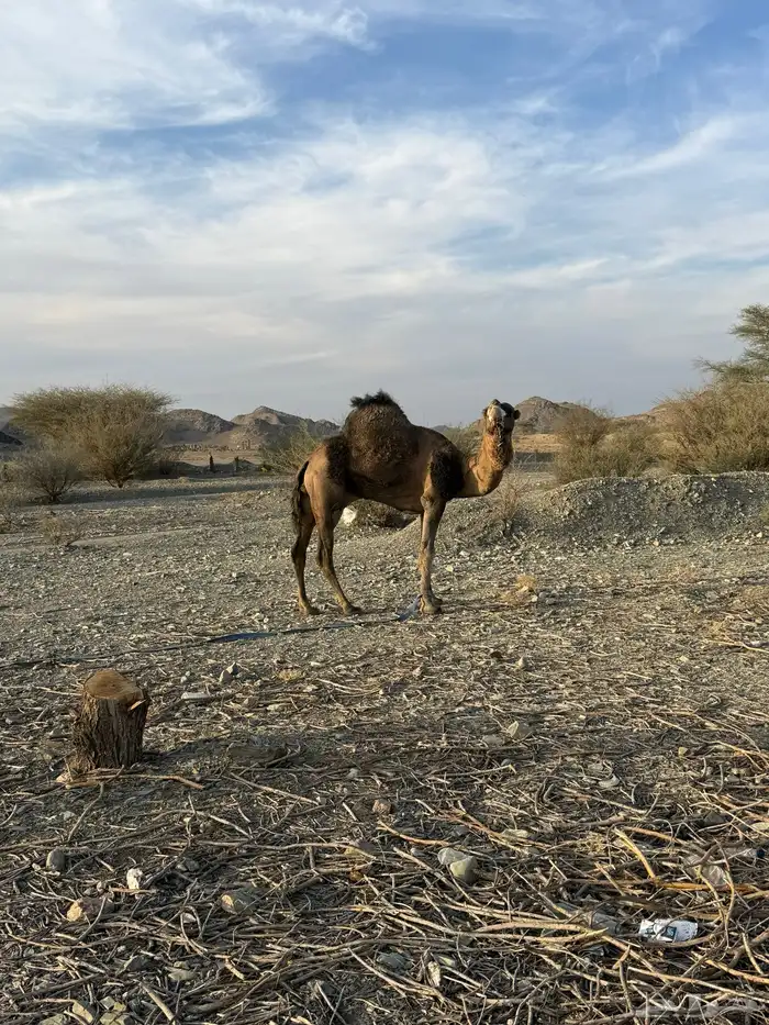 للبيع بعير حمر جرم كايف ضراب وعشار 34