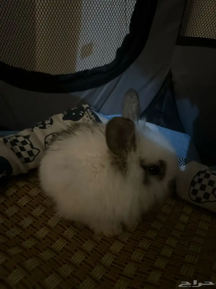 ارنب انقورا صغير عمره شهر معاه مستلزماته 0