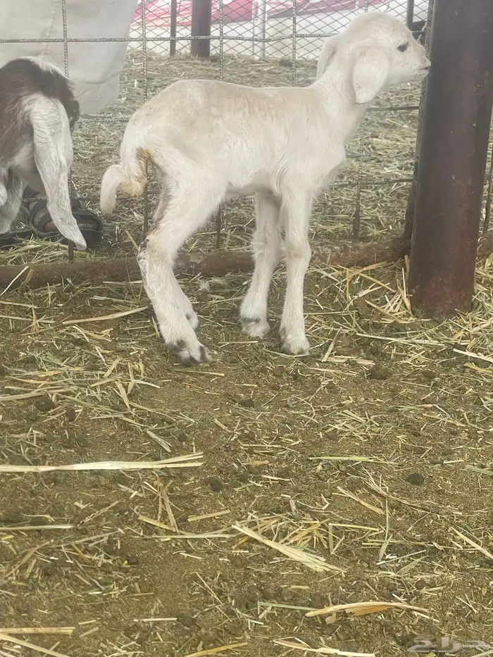 بهم حري بهم دواغير 46