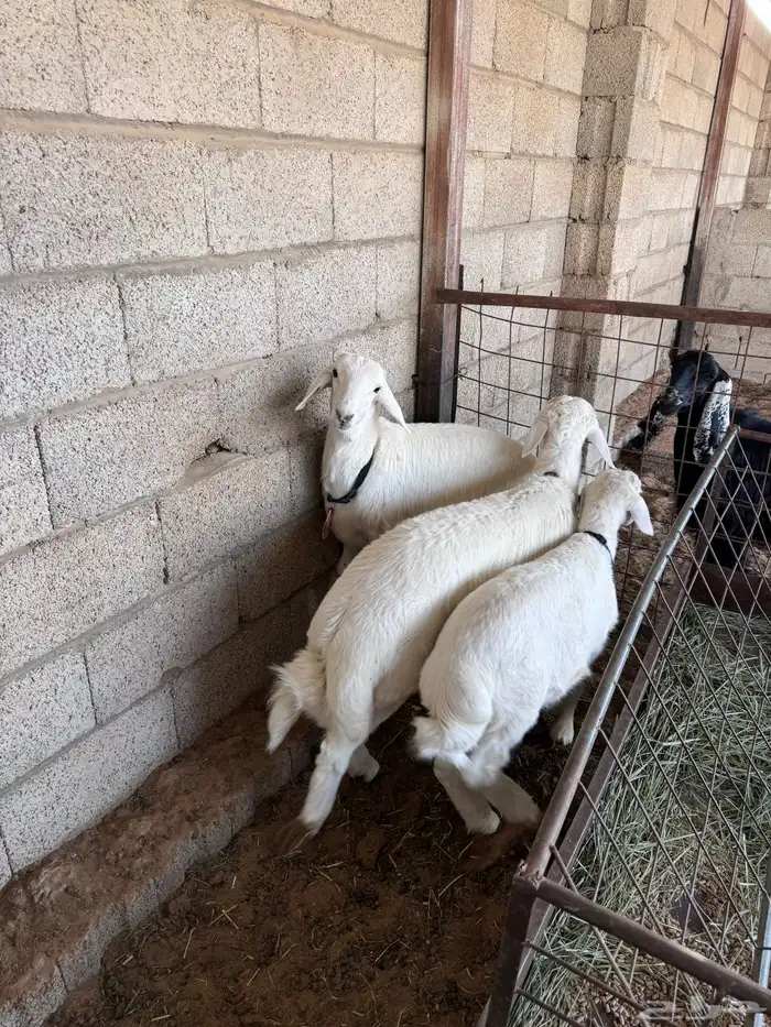 ذبايح حريات طيبات 5