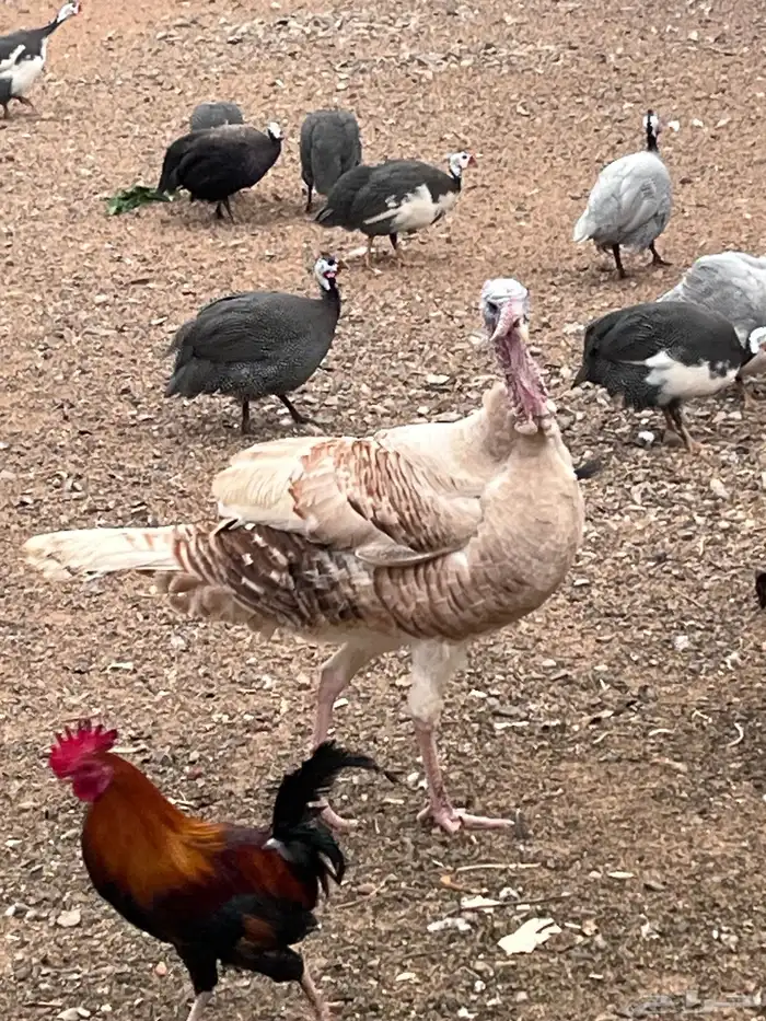 ديوك بلدي وديك رومي 2