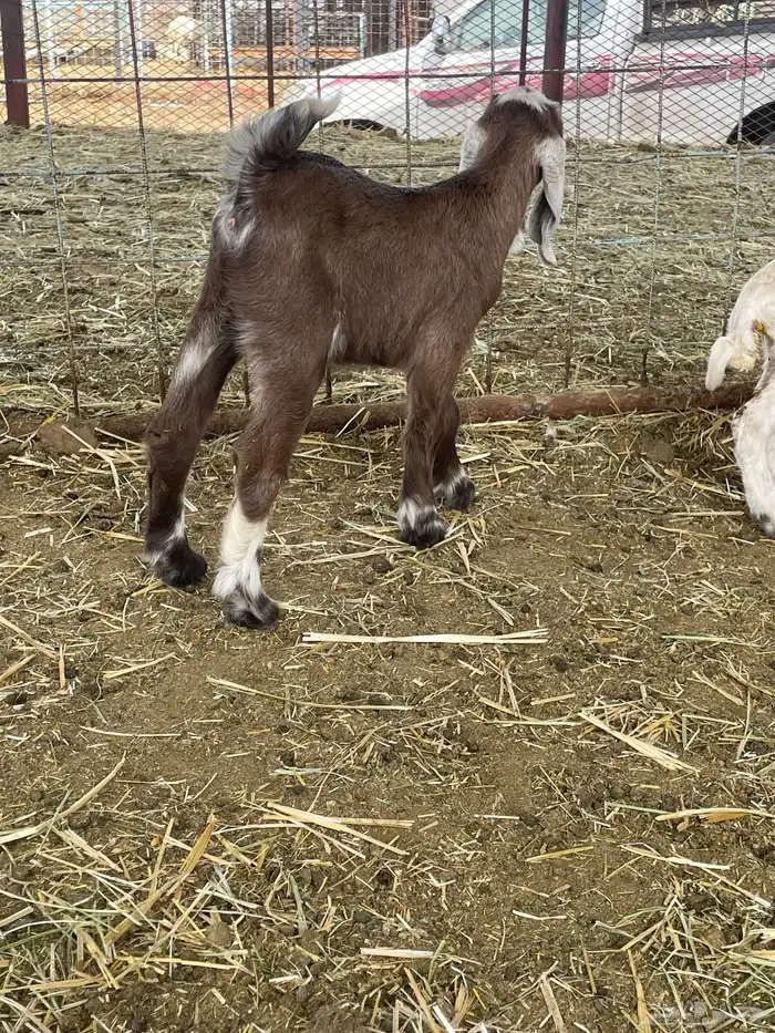 بهم حري بهم دواغير 49