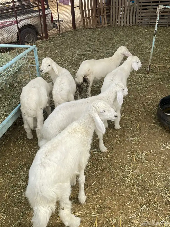 بهم حري بهم دواغير 2