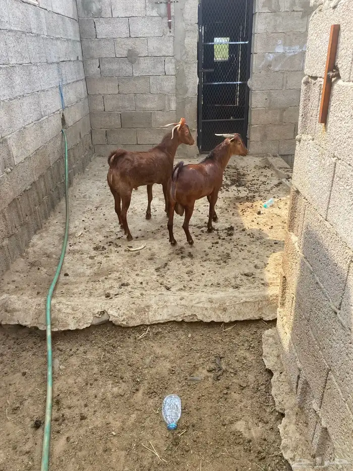 تيوس بلدي مرباه. جذعان 2