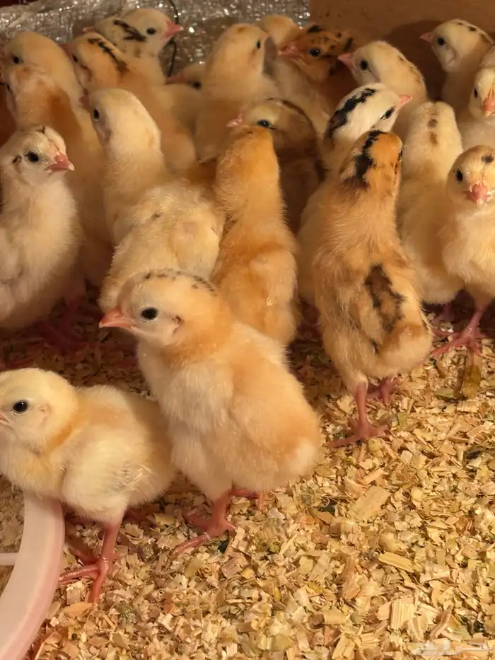 صوص بلدي فواتح 1