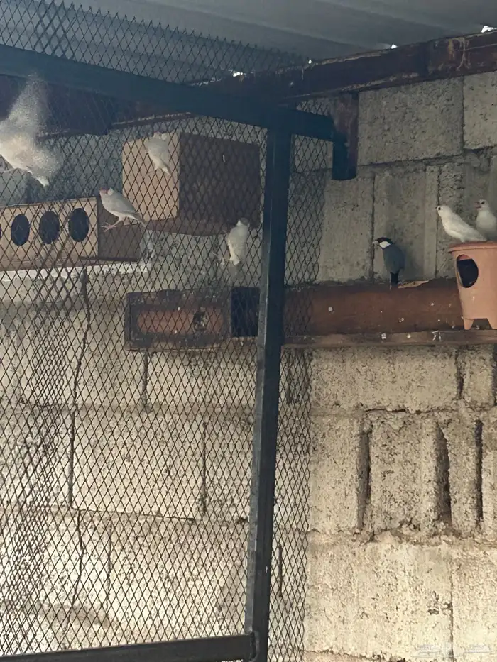 ازواج جاوا فنش 6