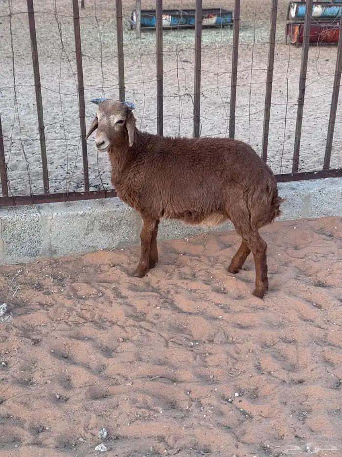 رفيدي خروف 0