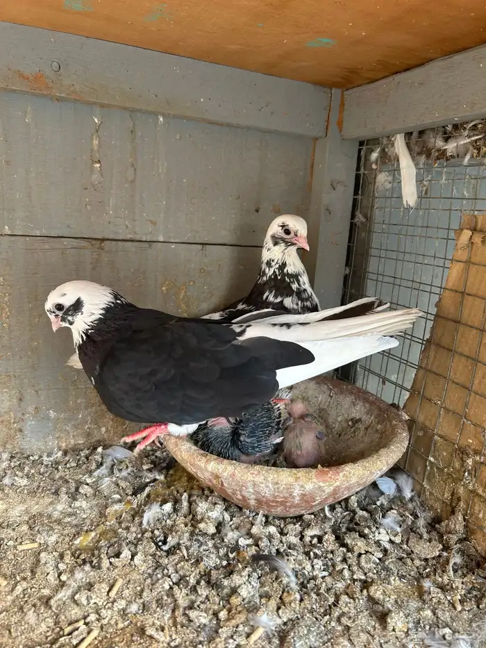 للبيع جوز قطيفي 3