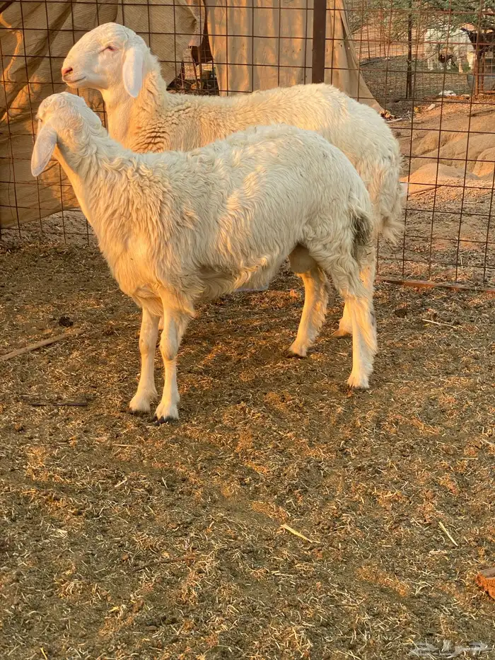 طليان حريه فروع 1