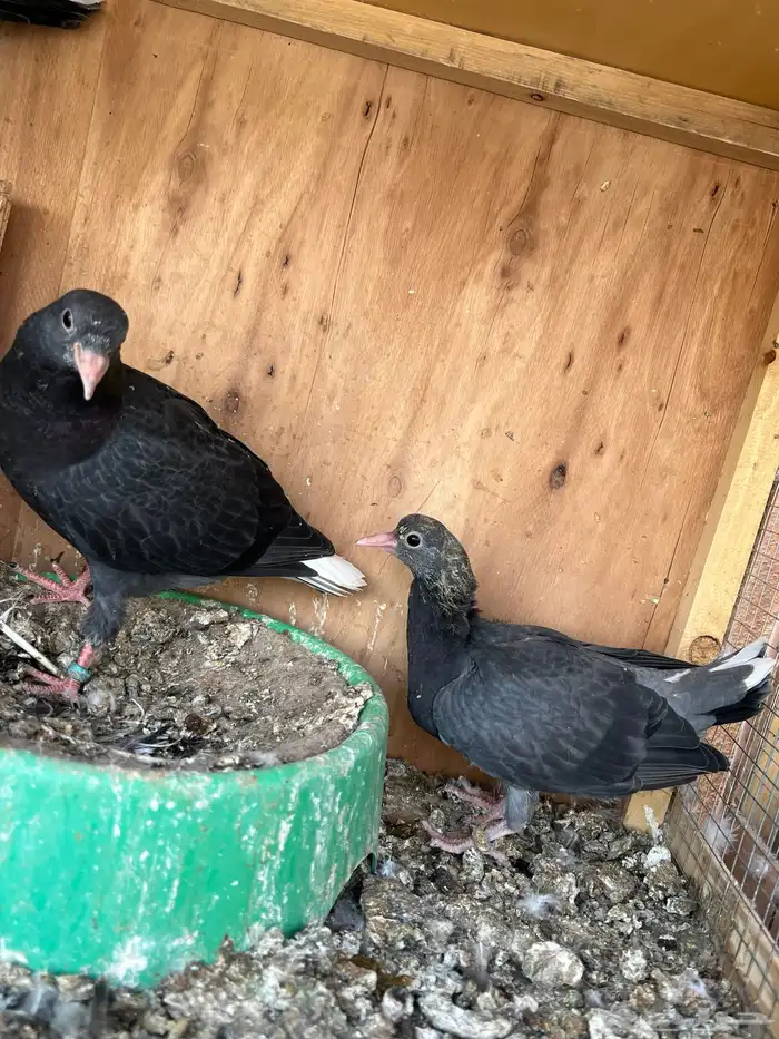 جوز قطايف بفروخه معاريف 9