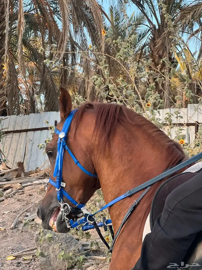 حصان واهو بطل 5