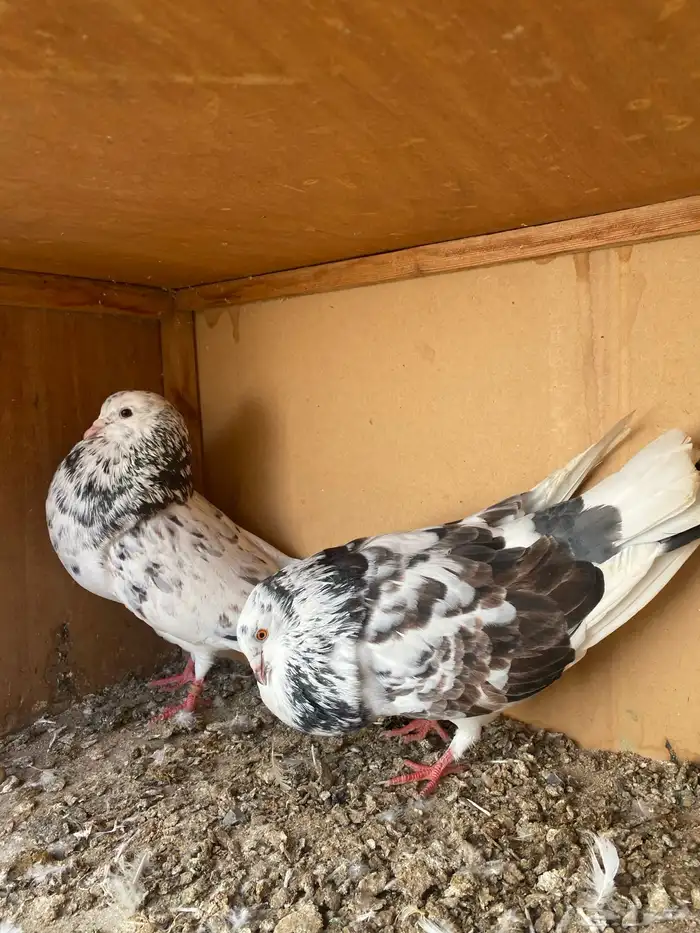 نفاخ اسباني 4