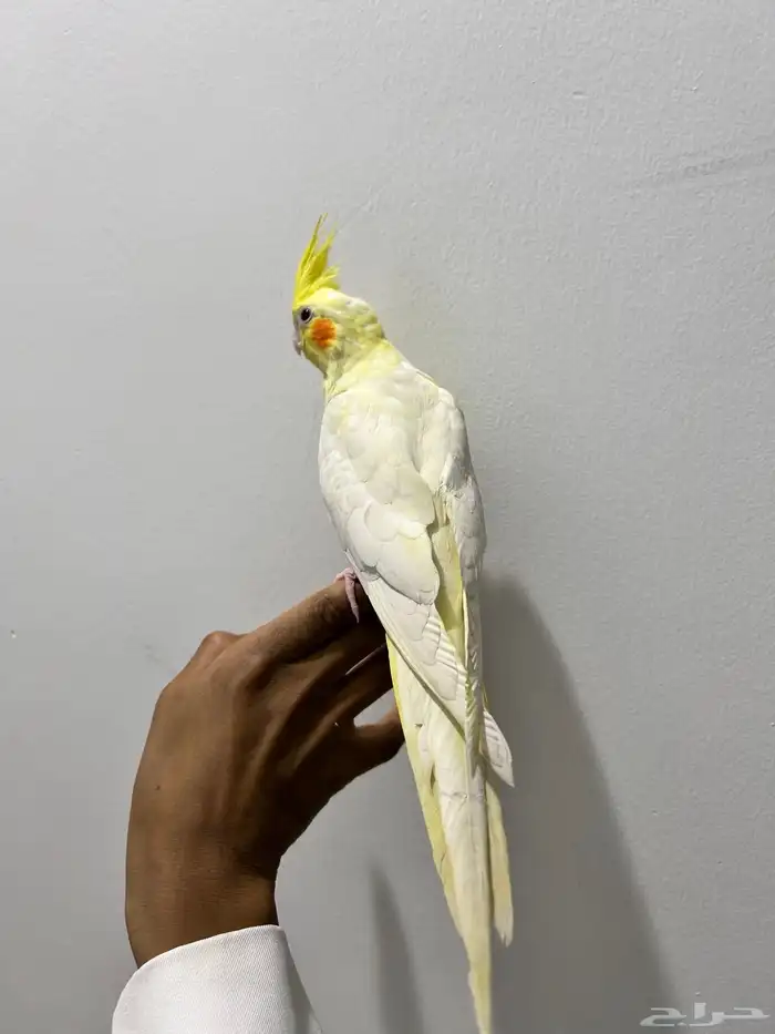 بغبغان كرمال 3