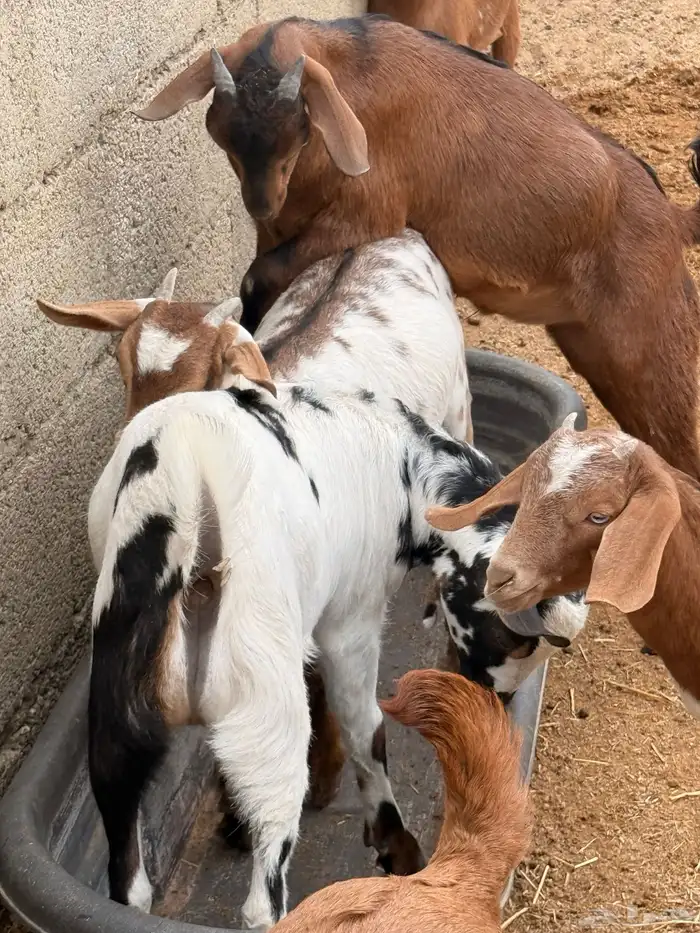 30 تيوس مخاصي وجفار 2