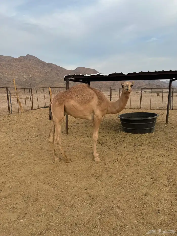 قعدان مفاريد 0