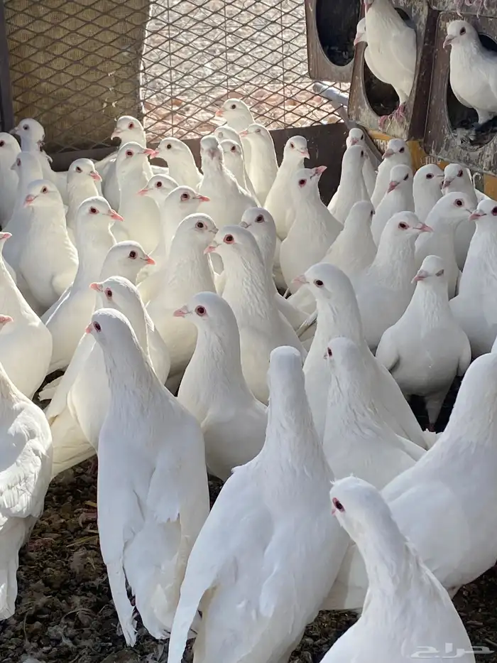 حمام فرنسي سوبر جانبو 20