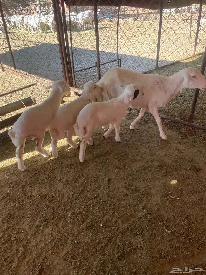 شاه عليها ثلاثة 16