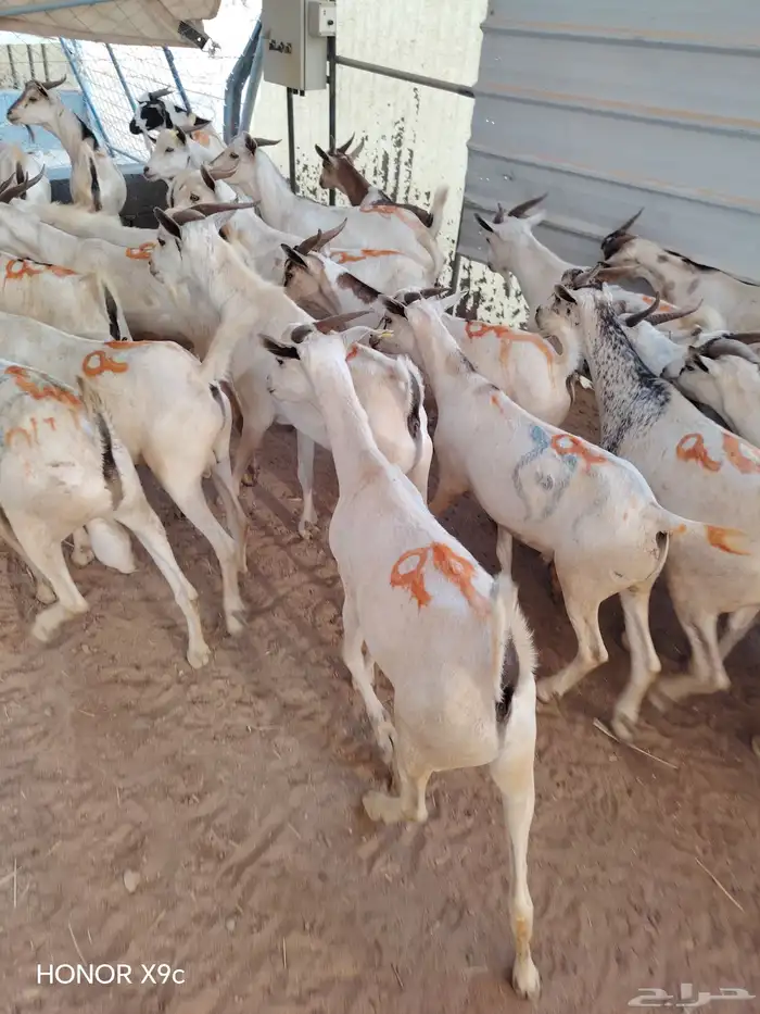 تيوس صومالية جملة وتفريد باسعار طيبة 1