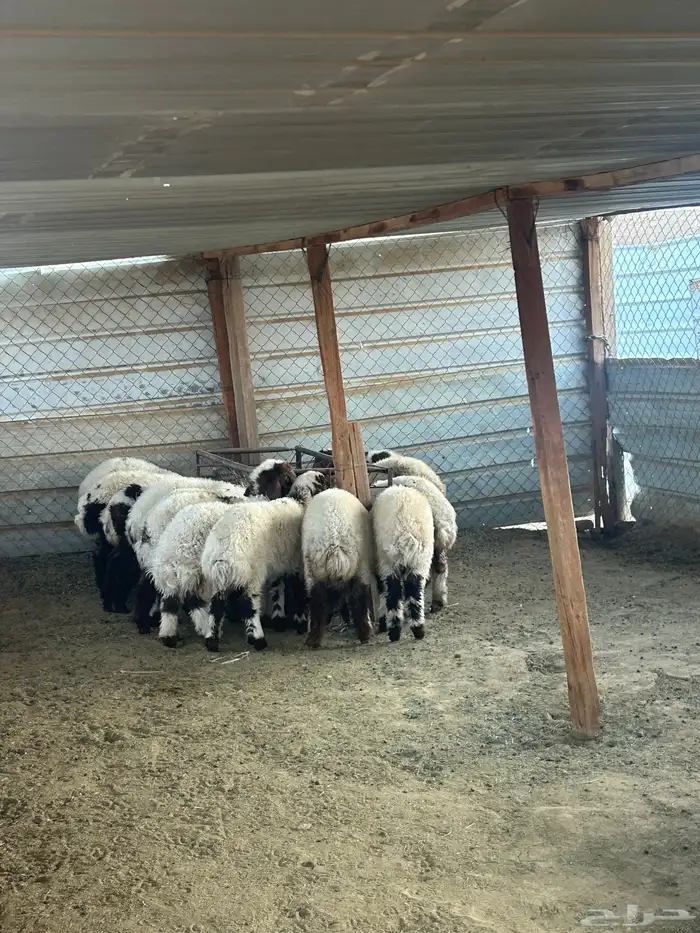 يهم نعيم فاخر 1