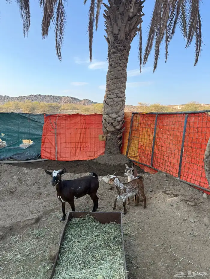 عنز خلفه تحتها 2 تيوس سمان ونظيفة وترضع للان 0