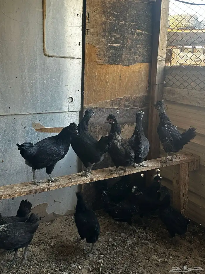 دجاج للبيع 0