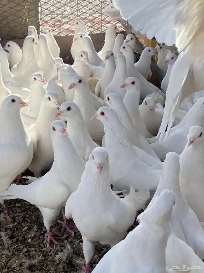 حمام فرنسي سوبر جانبو ملكي فاخر 18