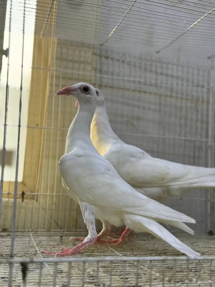 طبات كارير ابيض 7