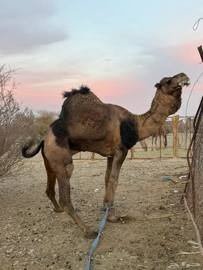 للبيع بعير حمر جرم كايف ضراب وعشار 10