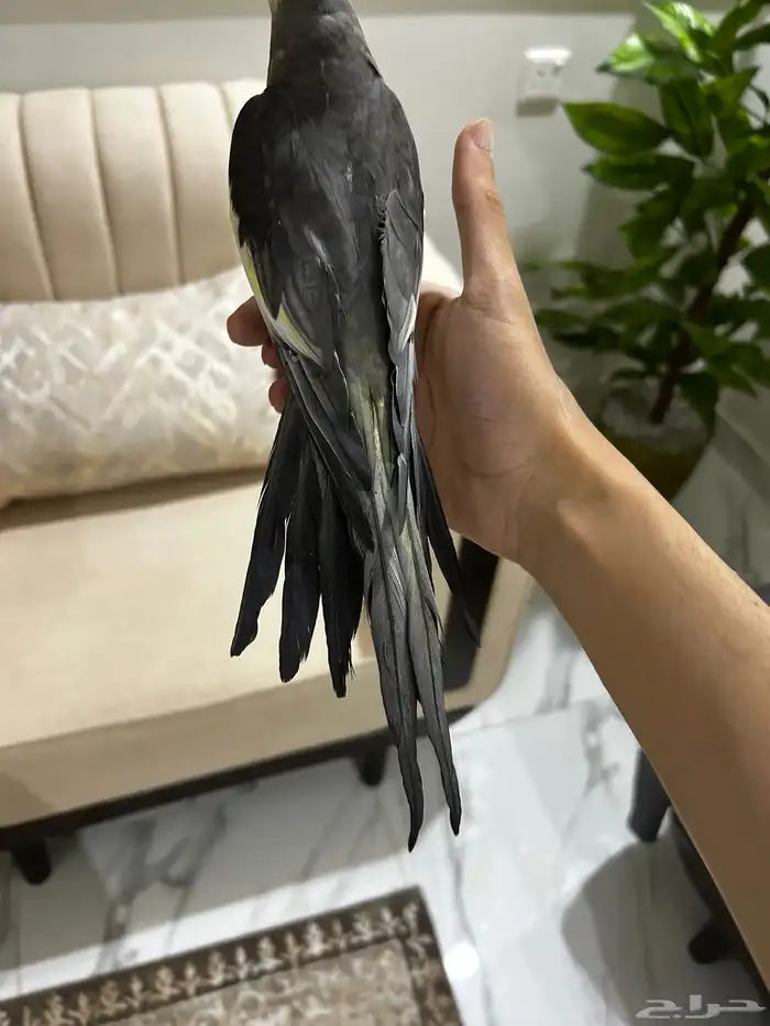 زوج كروان الانثى فراشه زي ماتشوفون و ذكر اليفه 1