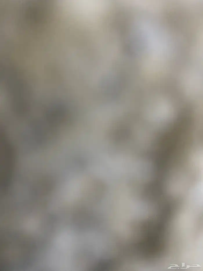 مطلوب زغاليل زاجل 2500 طير 0