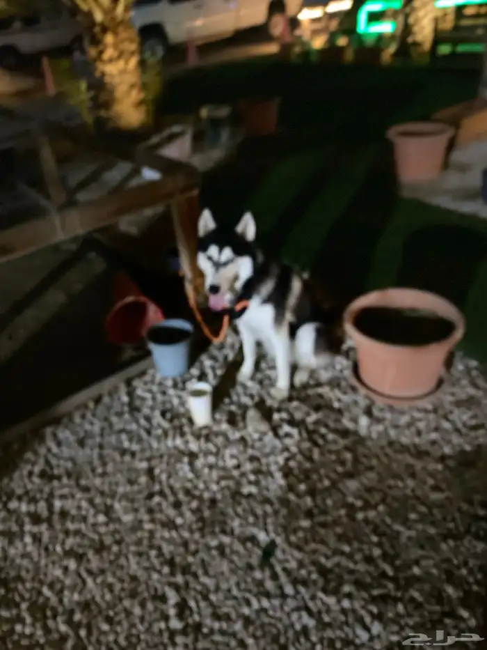 هاسكي انثى للبيع عمر8شهور 6