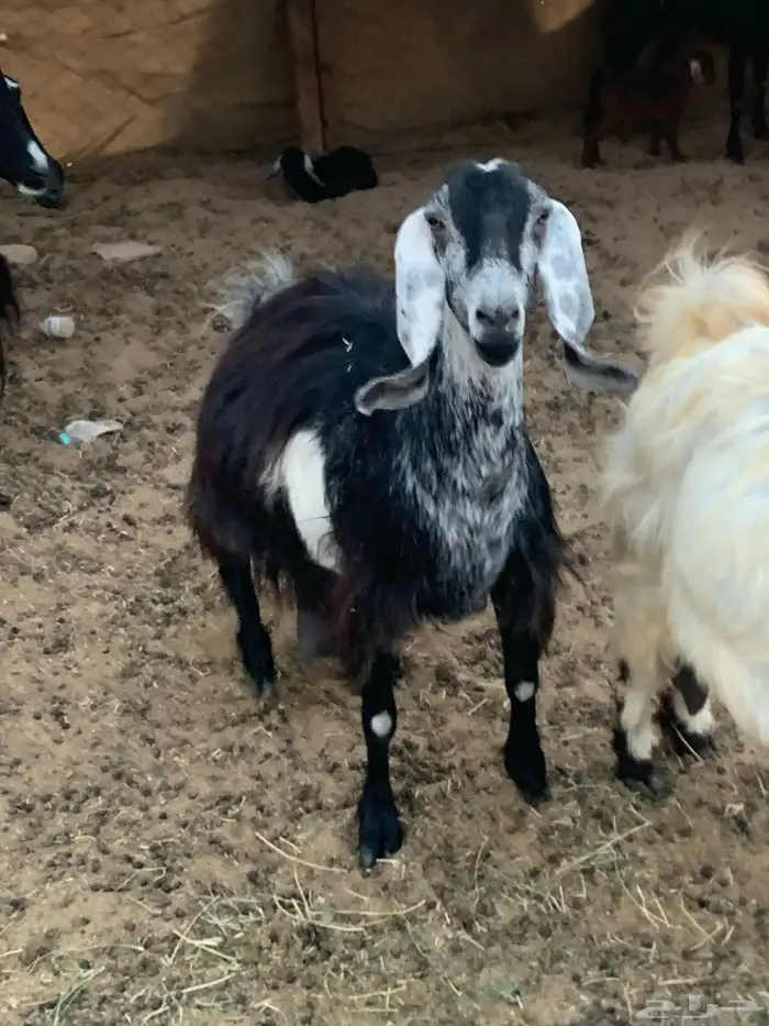 للبيع معزا مقربات على ولاده 3