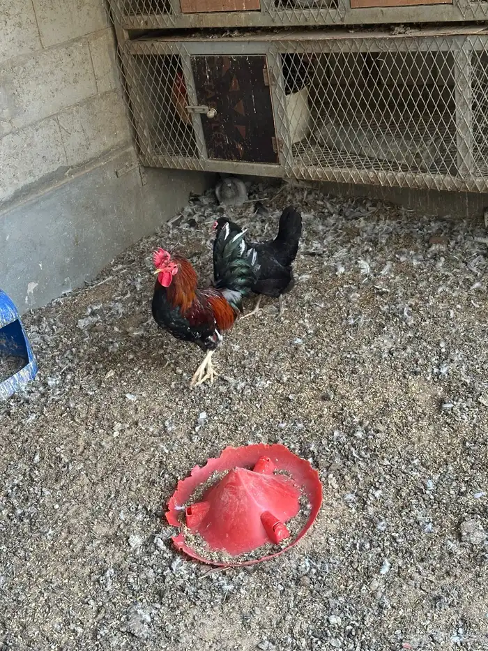 دجاج ترثه صك سود وعرف اسود طقم 1