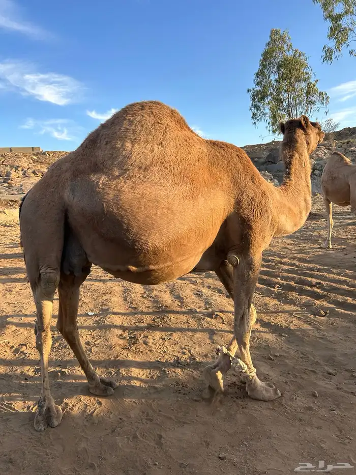 للبيع 10 من الابل 2