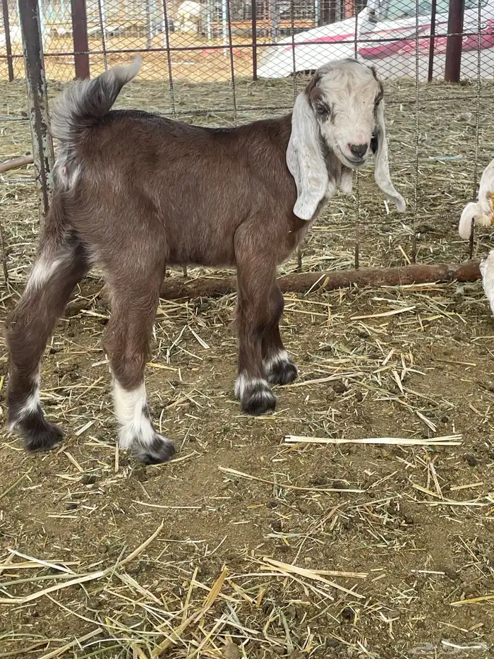 بهم حري بهم دواغير 50