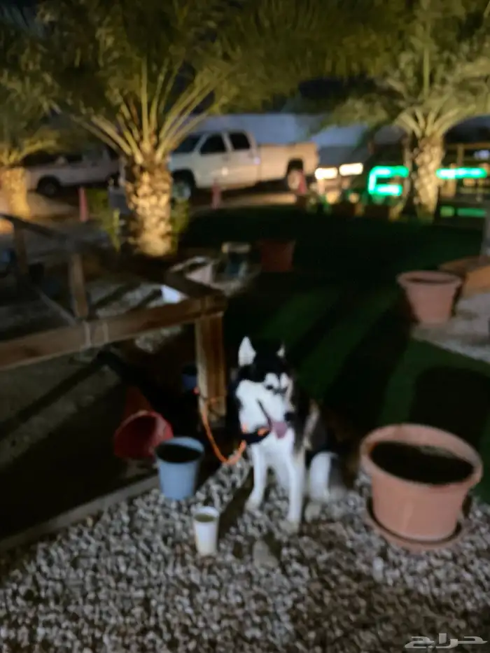 هاسكي انثى للبيع عمر8شهور 2