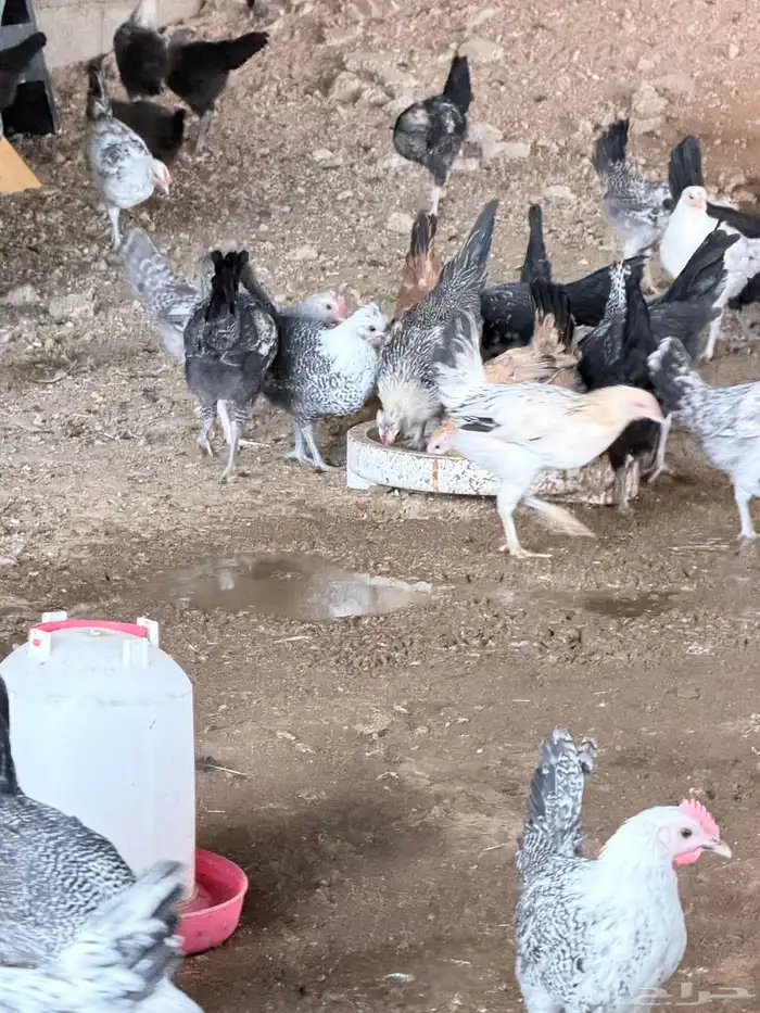 للبيع بط ودجاج بلدي 1