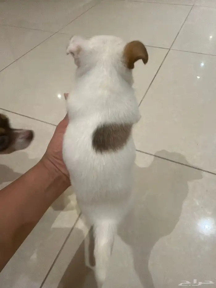 شيواوا بومرانين للبيع تي كب بنت العمر 45 يوم 5