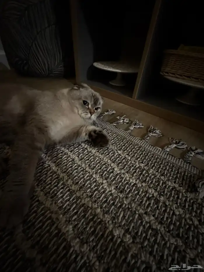 قط سكوتش هملايا للتبني 1