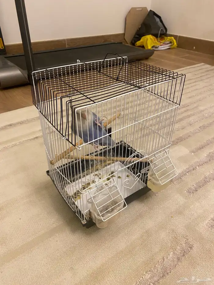 ببغاء روز للبيع 2