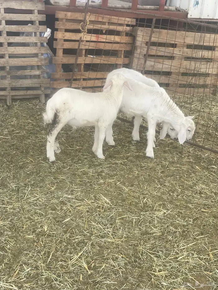 بهم حري بهم دواغير 20