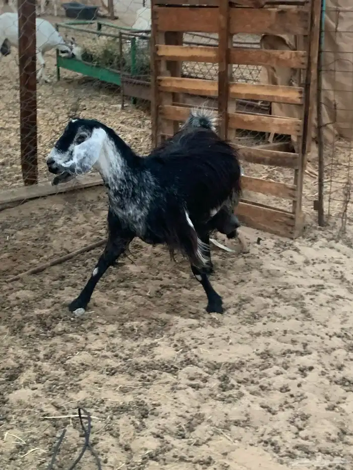 للبيع معزا مقربات على ولاده 5