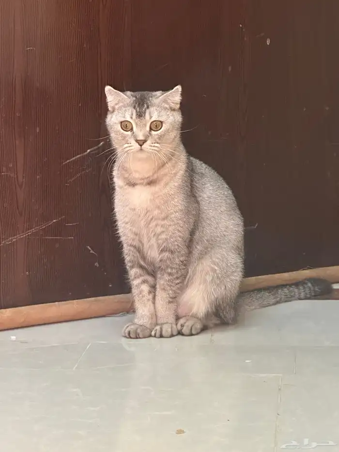 قطط للتبني  كتن 7