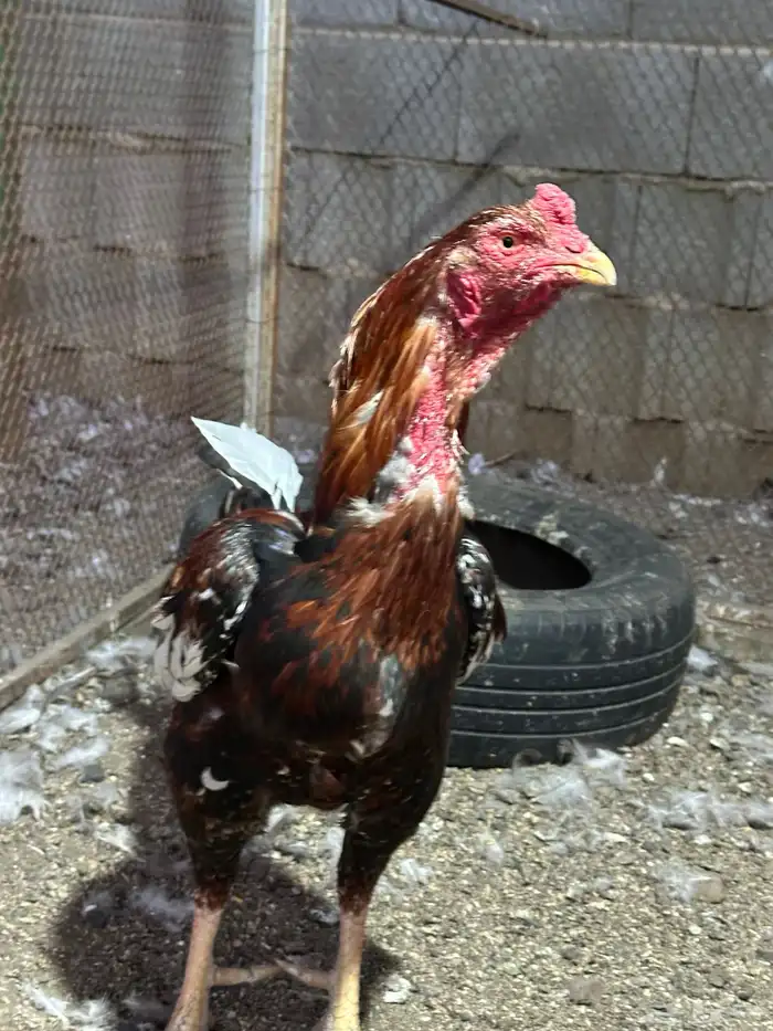 دجاج باكستاني 1