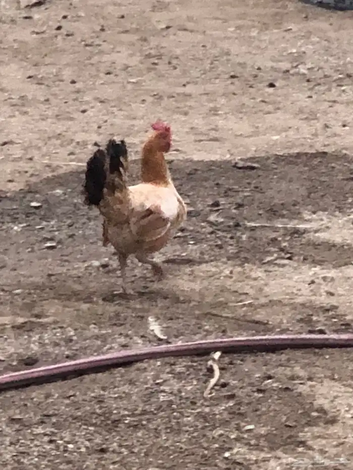 دجاجة بلدي 1